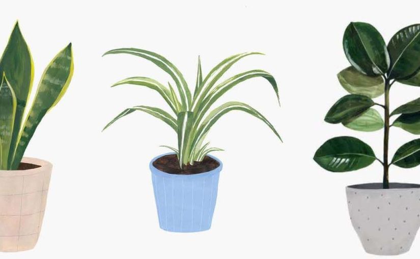 9 EASY TO CARE FOR HOUSEPLANTS
